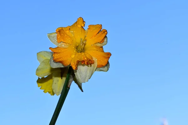 Dew Drops Beautiful Daffodils Sky Background Summer Concept Close View — Stock Photo, Image