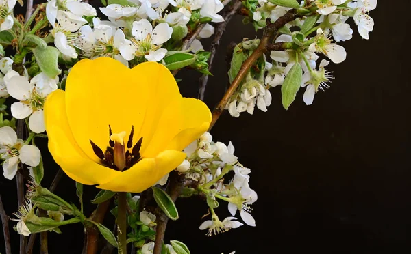 Красивые Ветки Тюльпана Яблони Темном Фоне Летняя Концепция Близкий Вид — стоковое фото