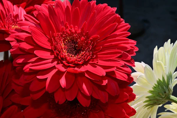 Koyu Arkaplanda Güzel Gerbera Çiçekleri Yaz Konsepti Yakın Görüş — Stok fotoğraf