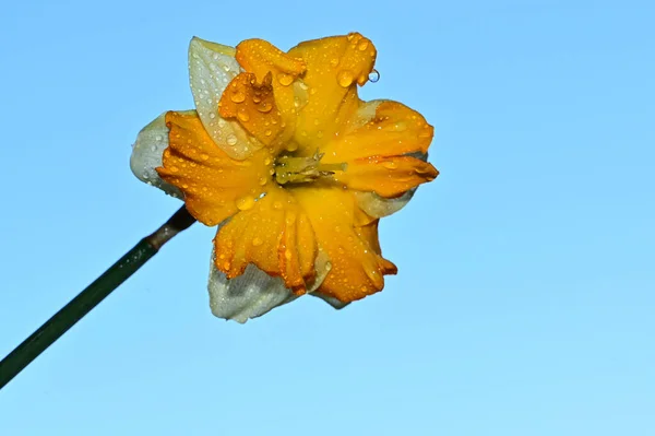 Dauw Druppels Mooie Narcis Bloem Lucht Achtergrond Zomer Concept Close — Stockfoto