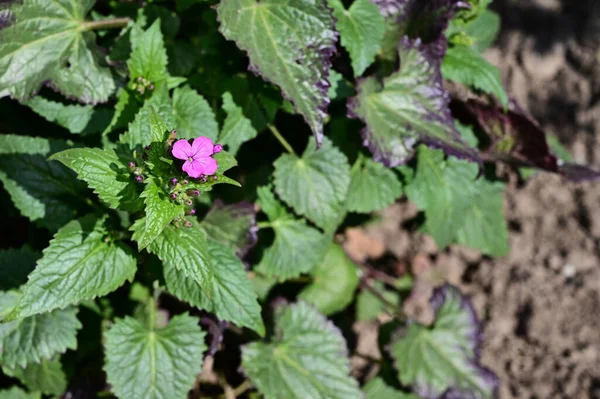 Mooie Bloemen Groeien Tuin Zomer Zonnige Dag — Stockfoto