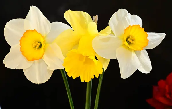 Ramo Hermosas Flores Sobre Fondo Oscuro Concepto Verano Vista Cercana — Foto de Stock