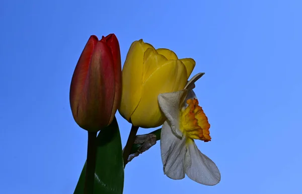 Hermoso Narciso Tulipanes Fondo Del Cielo Concepto Verano Vista Cercana —  Fotos de Stock