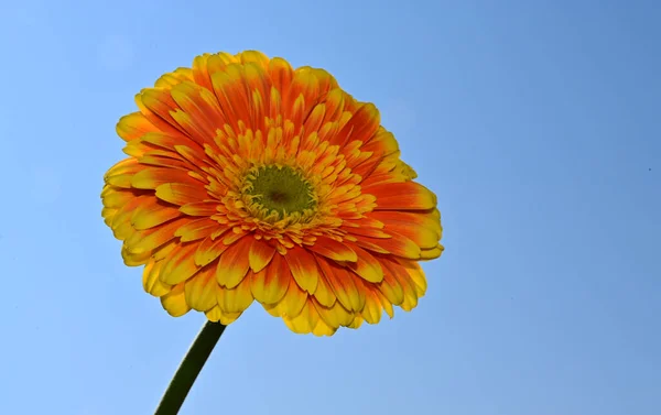 Gökyüzü Arka Planında Güzel Gerbera Çiçeği Yaz Konsepti Yakın Görüş — Stok fotoğraf