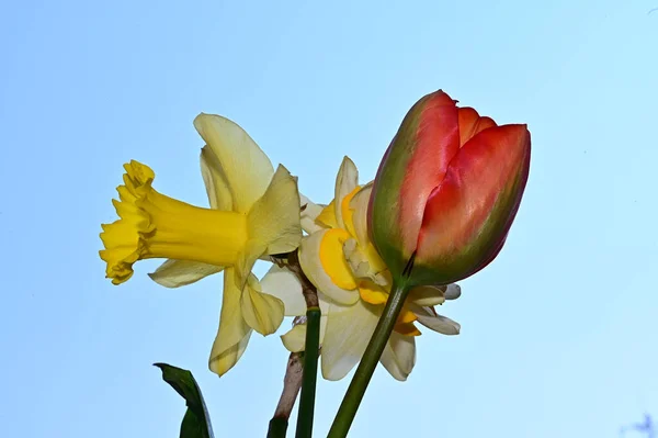 Schöne Narzissen Und Tulpen Auf Himmelshintergrund Sommerkonzept Nahsicht — Stockfoto