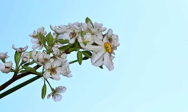 Beautiful Daffodil Apple Tree Branch Sky Background Summer Concept Close — Stock Photo, Image