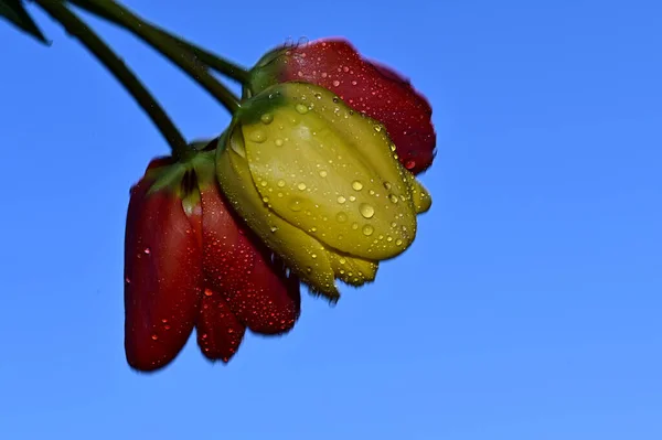 Harmat Csepp Gyönyörű Tulipánok Háttér Nyári Koncepció Közelről — Stock Fotó