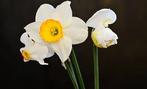 Vackra Påskliljor Mörk Bakgrund Sommar Koncept Nära Utsikt — Stockfoto