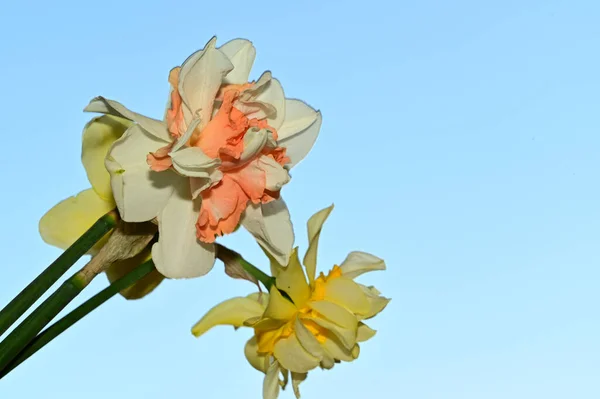 Piękne Kwiaty Żonkil Tle Nieba Koncepcja Lato Widok Bliska — Zdjęcie stockowe