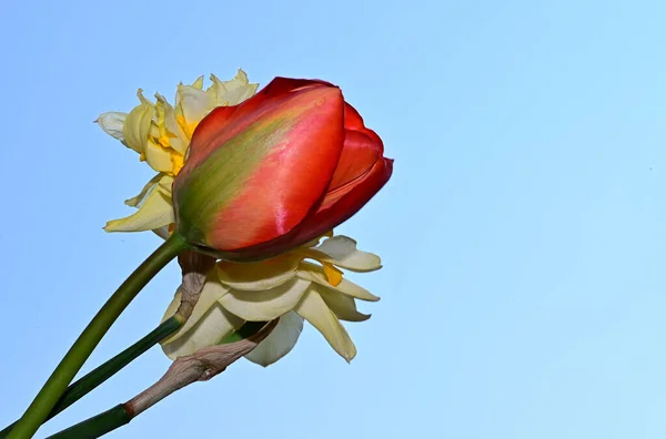 Красивые Нарциссы Тюльпан Фоне Неба Летняя Концепция Близкий Вид — стоковое фото