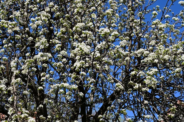 Apple Tree Branches White Beautiful Flowers Close Spring Concept — Stock Photo, Image