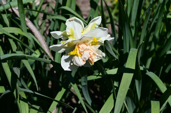 Красивий Нарцис Росте Саду Літній Сонячний День — стокове фото