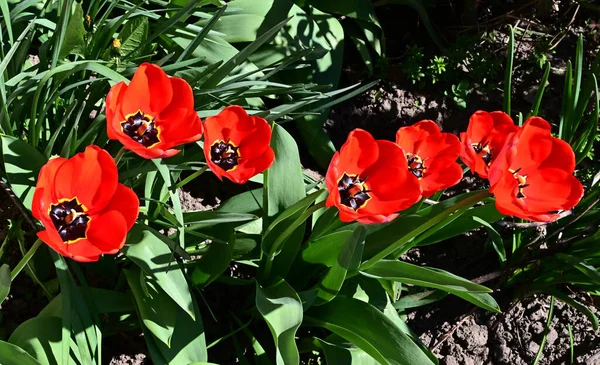 beautiful tulips growing in garden at summer sunny day