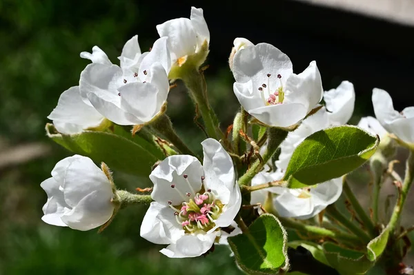 Branches Pommier Avec Belles Fleurs Blanches Gros Plan Concept Printemps — Photo