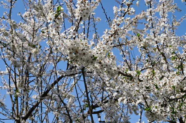 Ramos Macieira Com Flores Brancas Bonitas Close Conceito Primavera — Fotografia de Stock