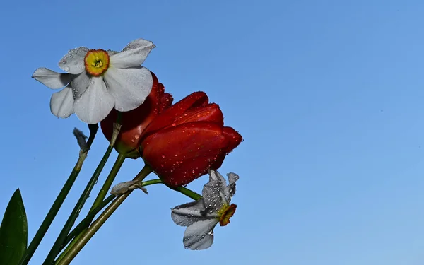 Rosa Kapky Krásné Narcisy Tulipány Pozadí Oblohy Letní Koncept Close — Stock fotografie