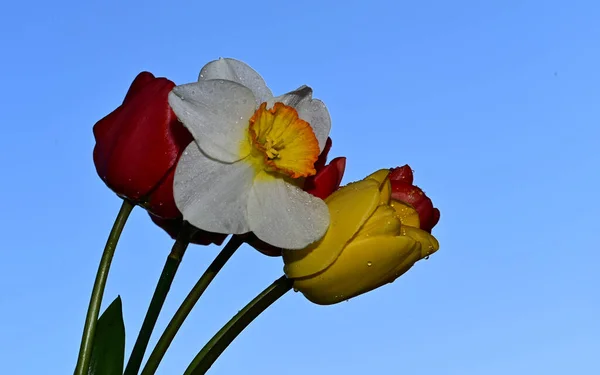 Gouttes Rosée Sur Belle Jonquille Tulipes Sur Fond Ciel Concept — Photo
