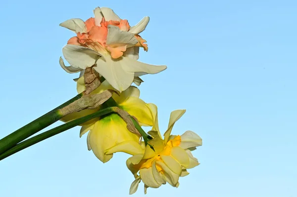 Schöne Narzissenblüten Auf Himmelshintergrund Sommerkonzept Nahsicht — Stockfoto