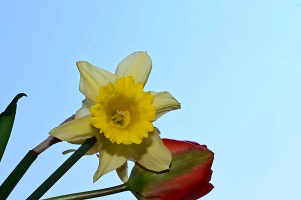 Piękne Żonkile Tulipan Tle Nieba Koncepcja Latem Widok Bliska — Zdjęcie stockowe