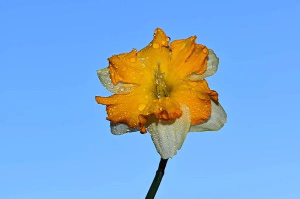 Kastepisarat Kauniilla Daffodil Kukka Taivaalla Taustalla Kesäkonsepti Lähikuva — kuvapankkivalokuva