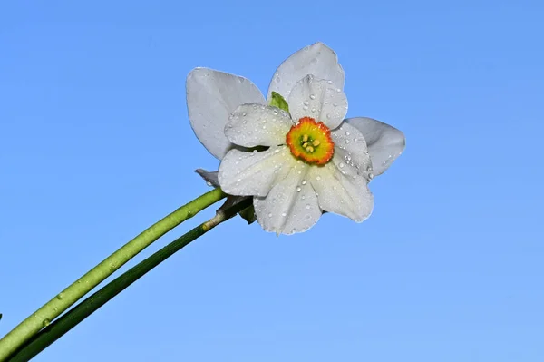 Gotas Rocío Hermosos Narcisos Fondo Del Cielo Concepto Verano Vista —  Fotos de Stock