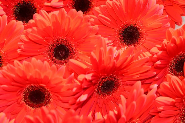 Strauß Schöner Gerbera Blumen Freien Sommerkonzept Blick Aus Der Nähe — Stockfoto