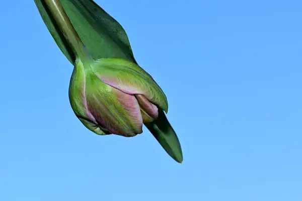 Beautiful Tulip Flower Bud Sky Background Summer Concept Close View — Stock Photo, Image