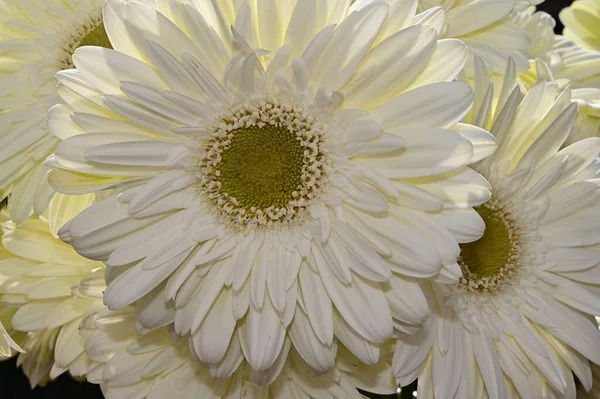 Strauß Schöner Gerbera Blumen Auf Dunklem Hintergrund Sommerkonzept Nahsicht — Stockfoto