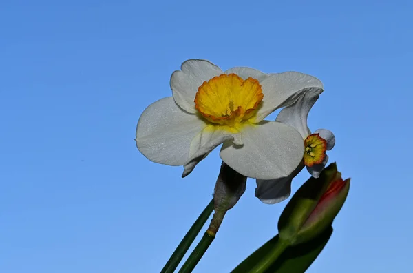 Piękne Żonkile Tulipan Tle Nieba Koncepcja Latem Widok Bliska — Zdjęcie stockowe
