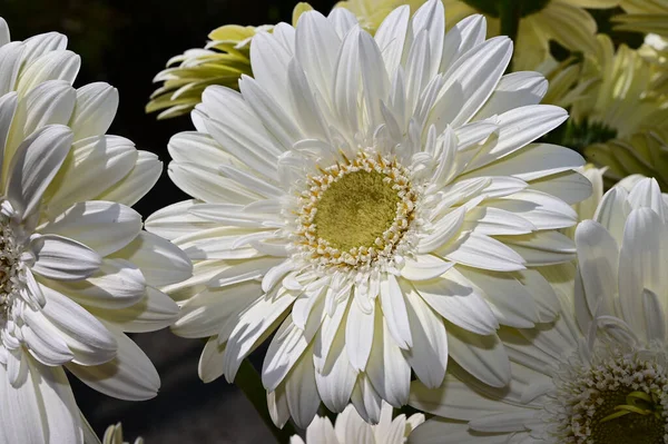 Kytice Krásné Gerber Květiny Tmavém Pozadí Letní Koncept Zblízka — Stock fotografie