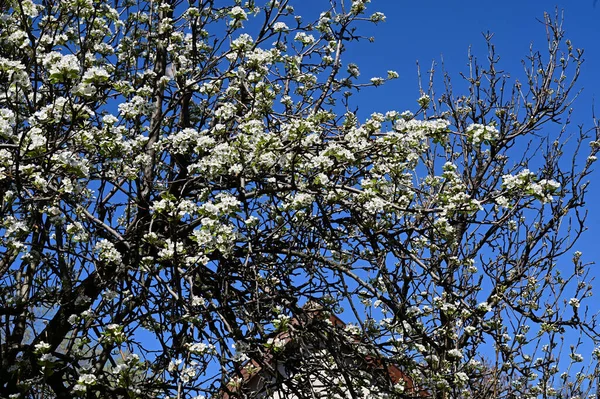 Rami Melo Con Bei Fiori Bianchi Primo Piano Concetto Primavera — Foto Stock