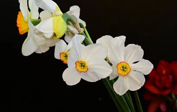 Krásné Narcisy Tmavém Pozadí Letní Koncept Zblízka — Stock fotografie