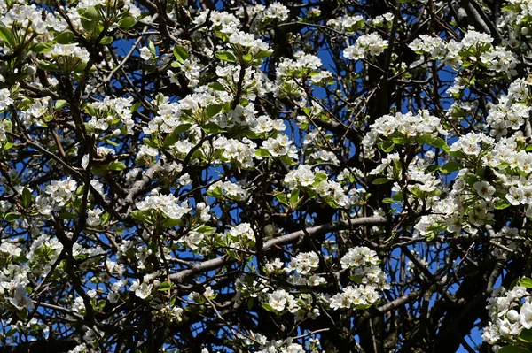 Ramos Macieira Com Flores Brancas Bonitas Close Conceito Primavera — Fotografia de Stock