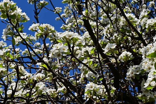 Branches Pommier Avec Belles Fleurs Blanches Gros Plan Concept Printemps — Photo