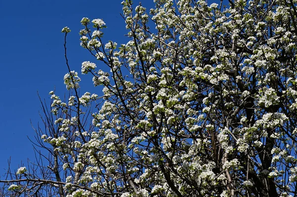 Jabloně Větve Bílými Krásnými Květy Zblízka Jarní Koncept — Stock fotografie