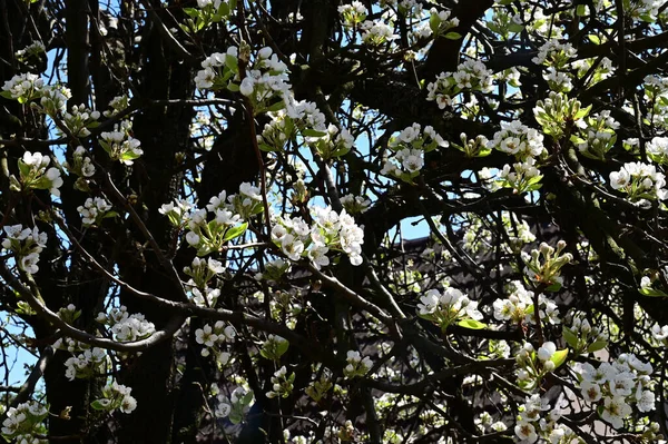 Branches Pommier Avec Belles Fleurs Blanches Gros Plan Concept Printemps — Photo