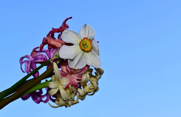 Fiori Colorati Fioriscono Sfondo Cielo Blu — Foto Stock