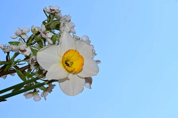 Beautiful Daffodil Apple Tree Branch Sky Background Summer Concept Close — Stock Photo, Image