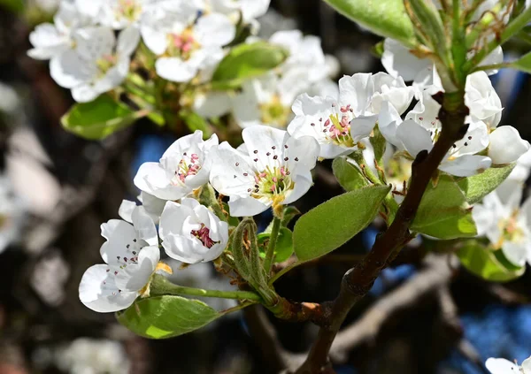 白の美しい花 クローズアップ 春のコンセプトを持つリンゴの木の枝 — ストック写真