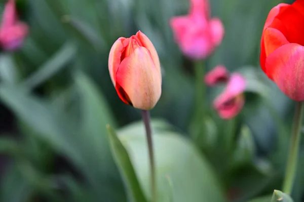 Belas Flores Tulipa Crescendo Jardim Dia Ensolarado Verão — Fotografia de Stock
