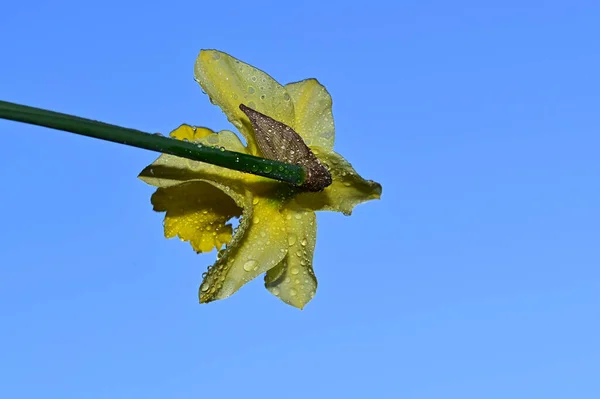Капли Росы Красивом Цветке Нарцисса Фоне Неба Летняя Концепция Близкий — стоковое фото