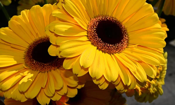 Bouquet Belles Fleurs Gerbera Plein Air Concept Été Vue Rapprochée — Photo