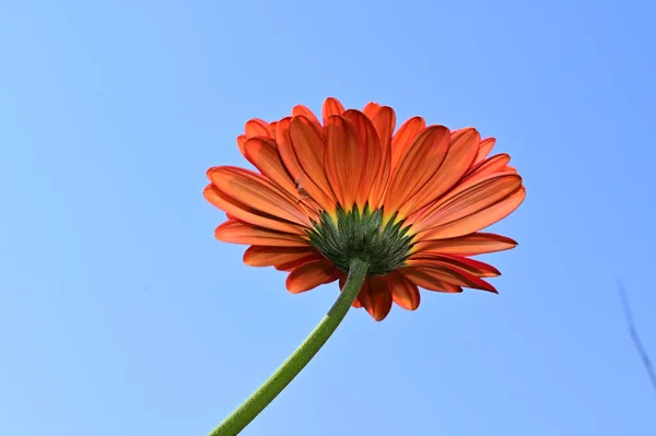 Piękny Gerbera Kwiat Tle Nieba Koncepcja Latem Widok Bliska — Zdjęcie stockowe