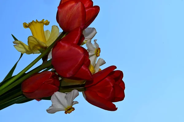 Gyönyörű Nárciszok Tulipánok Háttér Nyári Koncepció Közelről — Stock Fotó