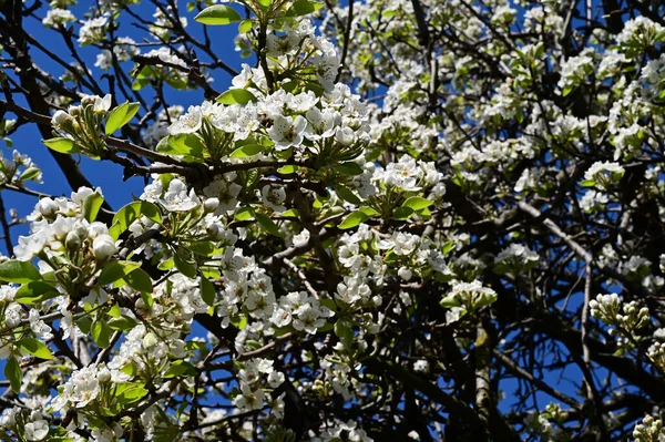 Branches Pommier Avec Belles Fleurs Blanches Gros Plan Concept Printemps — Photo