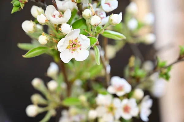 Branches Beautiful Apple Flowers Dark Background Summer Concept Close View — Stock Photo, Image