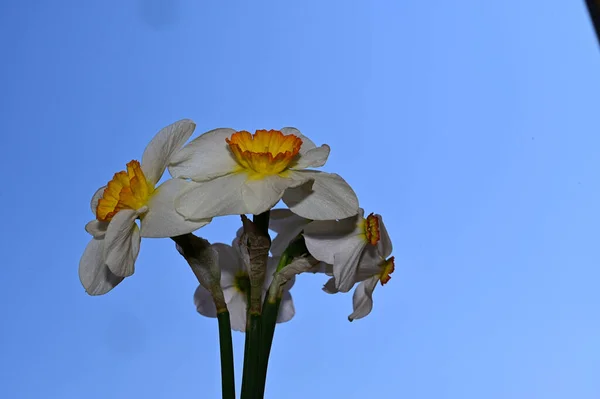 Vackra Påskliljor Himlen Bakgrund Sommar Koncept Nära Utsikt — Stockfoto