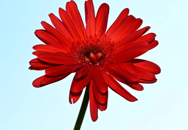 Schöne Gerbera Blume Auf Himmelshintergrund Sommerkonzept Nahsicht — Stockfoto