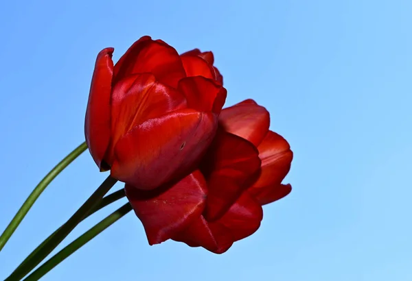 Bellissimi Tulipani Sfondo Cielo Concetto Estivo Vista Vicino — Foto Stock