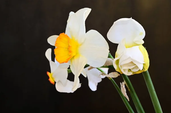 Hermosos Narcisos Sobre Fondo Oscuro Concepto Verano Vista Cercana — Foto de Stock